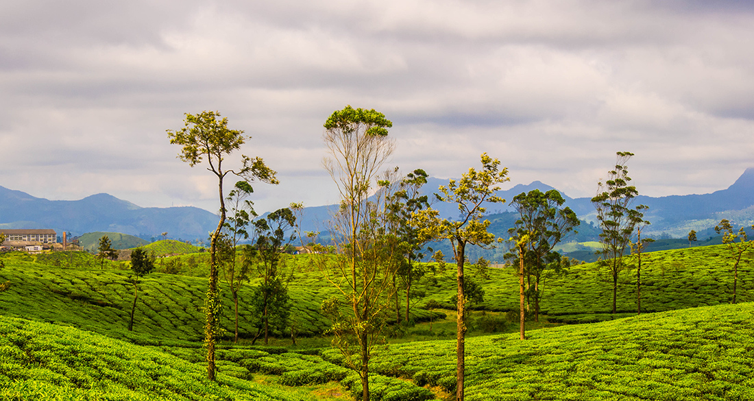 Tea Plantations-kerala