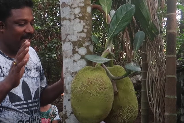 Thailand Jackfruit selfie, പിന്നെ നമ്മുടെ നാടും